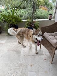 Reunited Female Dog last seen Via Rancho Parkway, Escondido, CA 92046