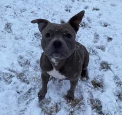 Reunited Female Dog last seen Near S 97th W Ave, Sapulpa, OK 74066, USA, Sapulpa, OK 74066