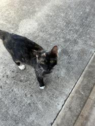 Found/Stray Female Cat last seen Eastern and Indian Hills Rd, Moore, OK 73160