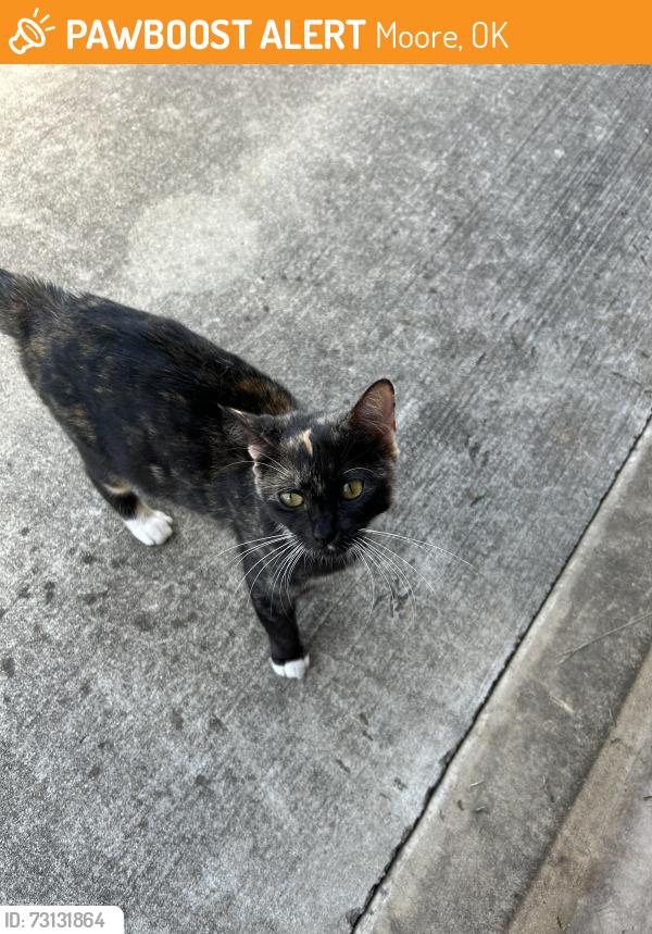 Found/Stray Female Cat last seen Eastern and Indian Hills Rd, Moore, OK 73160