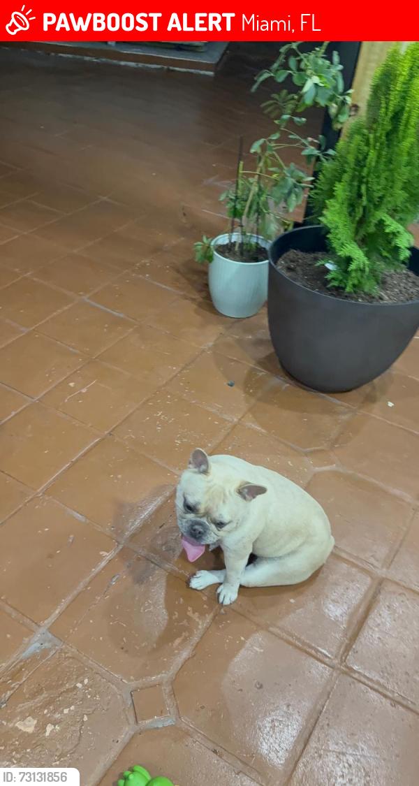 Lost Female Dog last seen Near sw 4 st, Miami, FL 33144