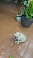 Lost Female Dog last seen Near sw 4 st, Miami, FL 33144