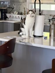 Lost Male Cat last seen Chestnut& Lincoln Blvd, Bay Shore, NY 11706