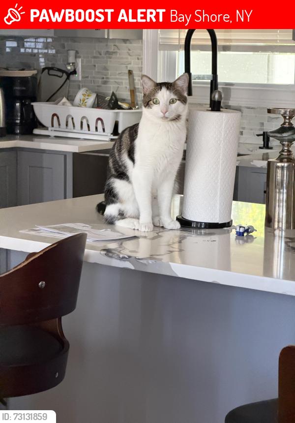 Lost Male Cat last seen Chestnut& Lincoln Blvd, Bay Shore, NY 11706