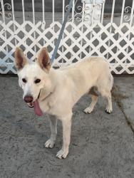 Reunited Male Dog last seen Robert Ave and Nettleton St, Los Angeles, CA 91352