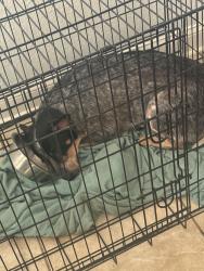 Reunited Male Dog last seen Getwell Rd and Quince Rd, Memphis, TN 38111