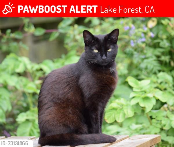Lost Male Cat last seen Rockfield and landisview, Lake Forest, CA 92630