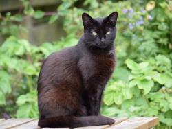Lost Male Cat last seen Rockfield and landisview, Lake Forest, CA 92630