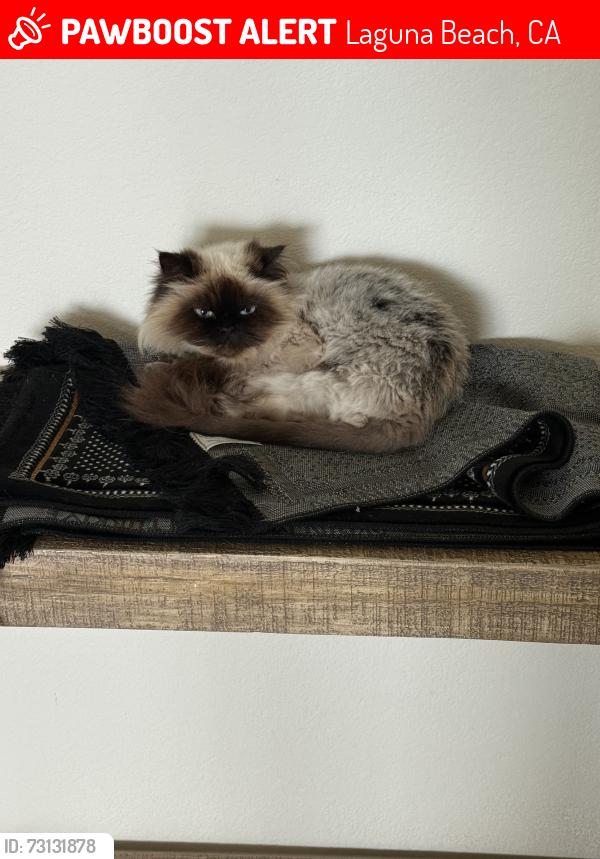 Lost Male Cat last seen Lomita Way x Alta Vista Way, Laguna Beach, CA 92651