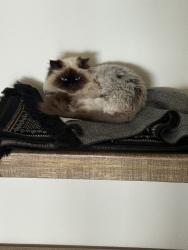 Lost Male Cat last seen Lomita Way x Alta Vista Way, Laguna Beach, CA 92651