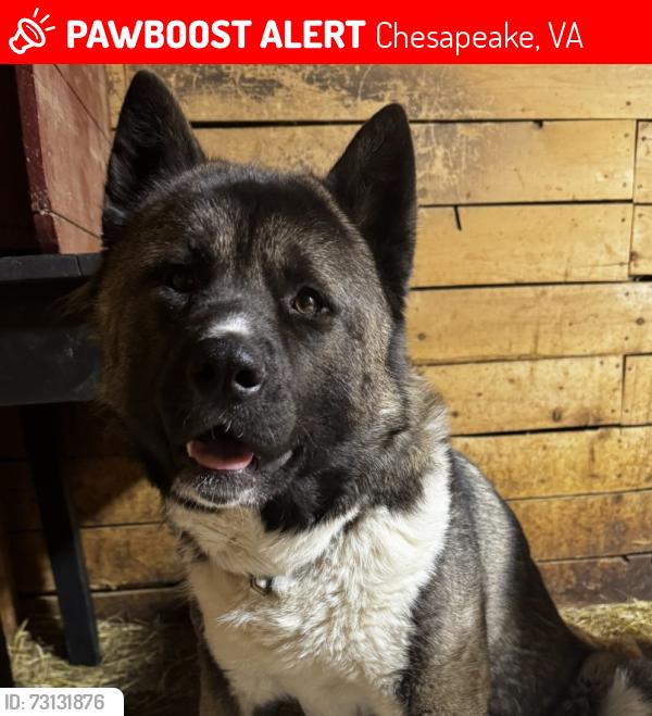 Lost Female Dog last seen S Eva Blvd and Campostella Rd, Chesapeake, VA 23320
