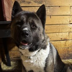 Lost Female Dog last seen S Eva Blvd and Campostella Rd, Chesapeake, VA 23320