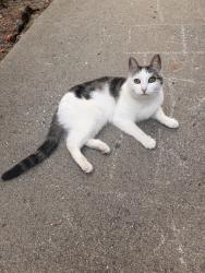 Found/Stray Female Cat last seen Reindolar ave, Marina, CA 93933