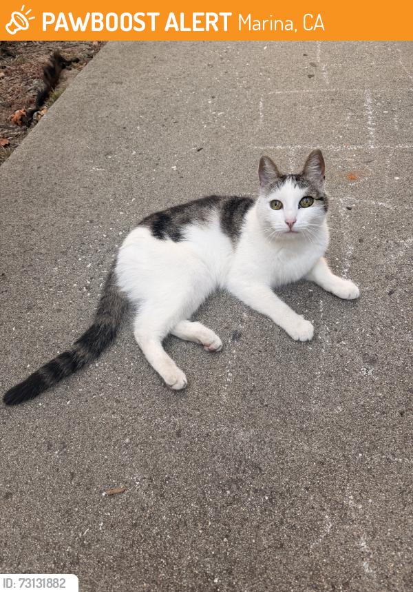 Found/Stray Female Cat last seen Reindolar ave, Marina, CA 93933