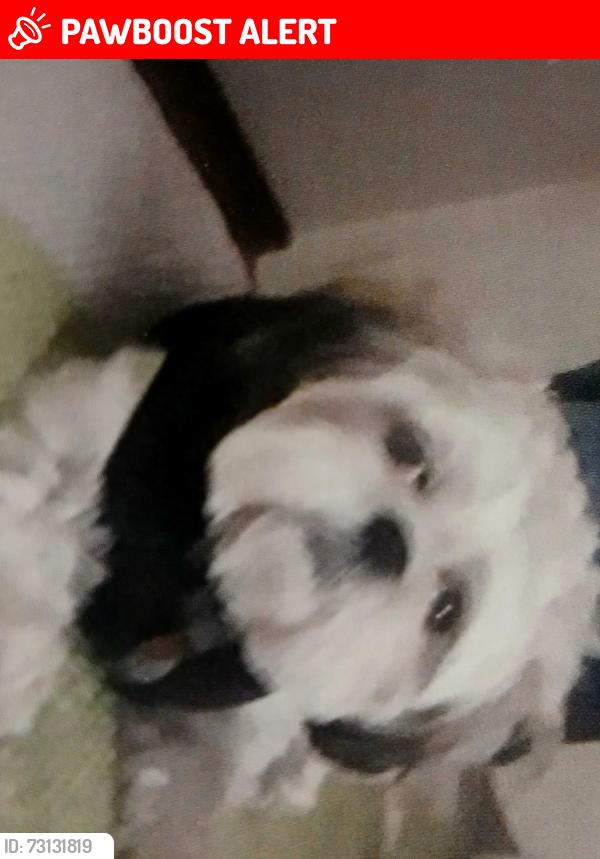 Lost Male Dog last seen 4th street and Osuna rd NW, Los Ranchos de Albuquerque, NM 87107