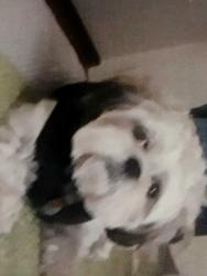 Lost Male Dog last seen 4th street and Osuna rd NW, Los Ranchos de Albuquerque, NM 87107