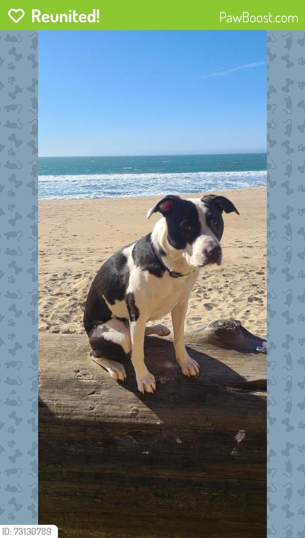 Reunited Male Dog last seen Main street, Manteca, CA 95336