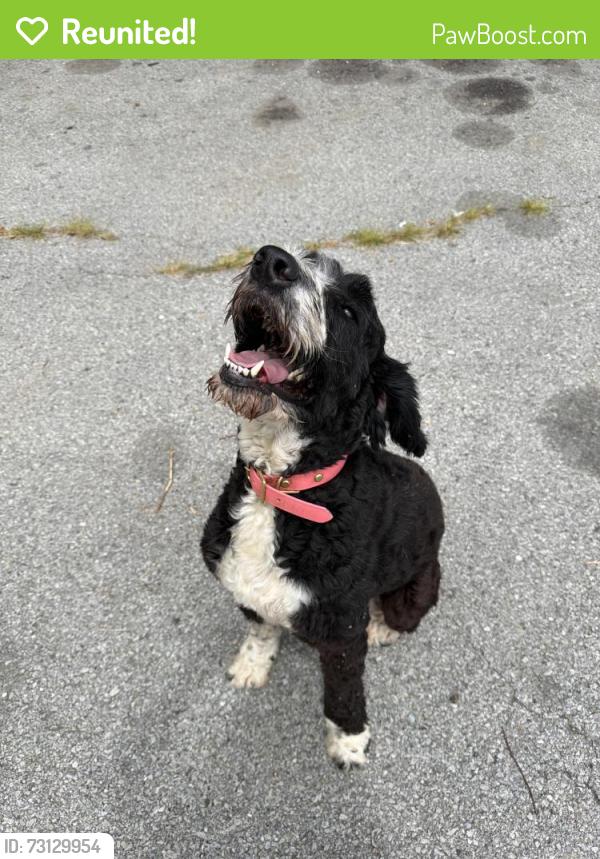 Reunited Female Dog last seen The flying hog, Springdale, AR 72764