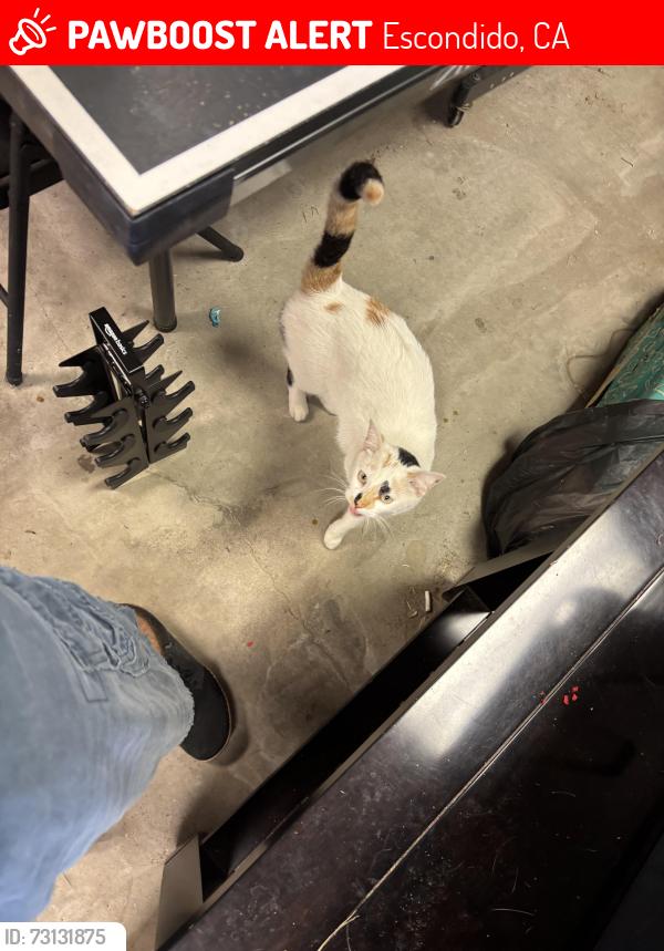 Lost Female Cat last seen Sheridan and Broadway, Escondido, CA 92026