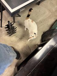Lost Female Cat last seen Sheridan and Broadway, Escondido, CA 92026