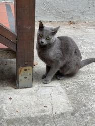 Found/Stray Female Cat last seen Martin Luther King Jr, Oakland, CA 94609