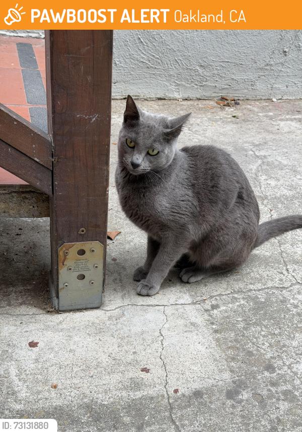 Found/Stray Female Cat last seen Martin Luther King Jr, Oakland, CA 94609