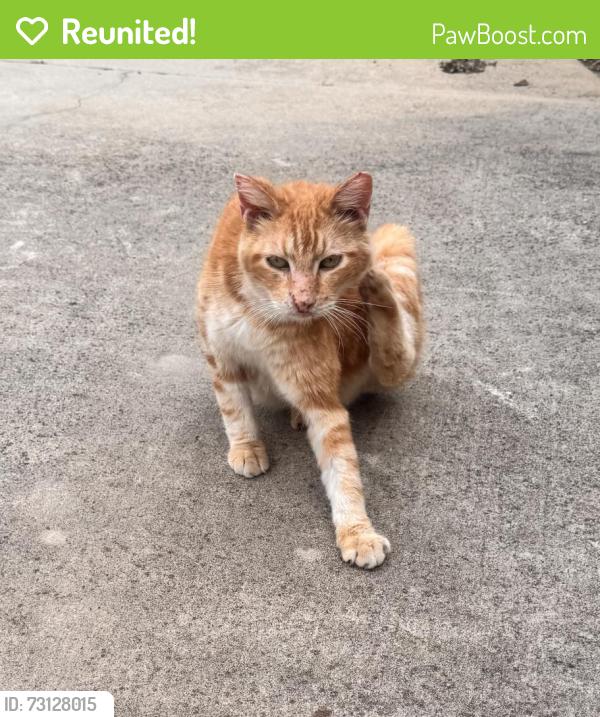 Reunited Unknown Cat last seen Danforth Road/Coltrane/Bryant, Edmond, OK 73034