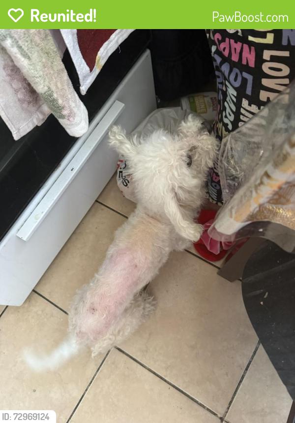Reunited Male Dog last seen Near Otis St, South Gate, CA 90280, USA, South Gate, CA 90280