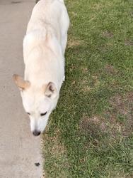 Found/Stray Unknown Dog last seen Pine Street near HB city hall, Huntington Beach, CA 92648