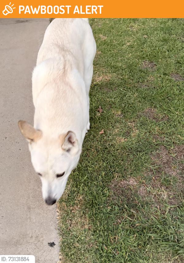 Found/Stray Unknown Dog last seen Pine Street near HB city hall, Huntington Beach, CA 92648