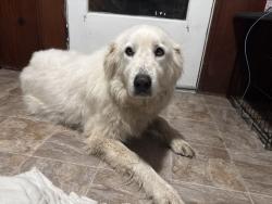 Reunited Female Dog last seen I-244 W in between Sheridan and Yale exit, Tulsa, OK 74112