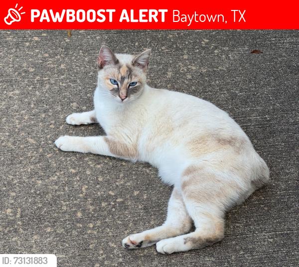 Lost Female Cat last seen West Meadows Subdivision, Baytown, TX 77521