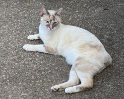 Lost Female Cat last seen West Meadows Subdivision, Baytown, TX 77521