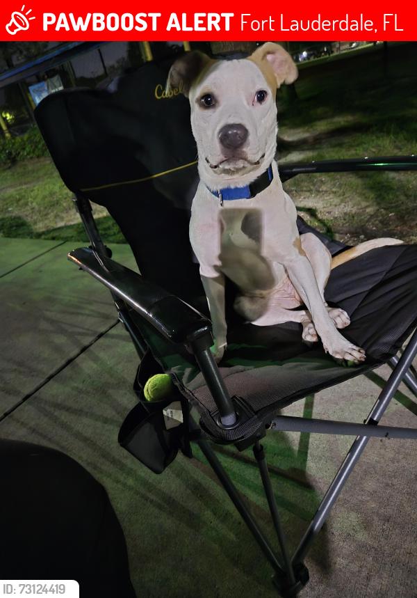 Lost Male Dog last seen Ne 15 ter fort lauderdale fl, Fort Lauderdale, FL 33301