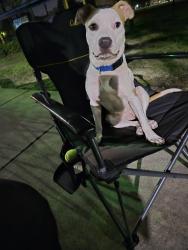 Lost Male Dog last seen Ne 15 ter fort lauderdale fl, Fort Lauderdale, FL 33301