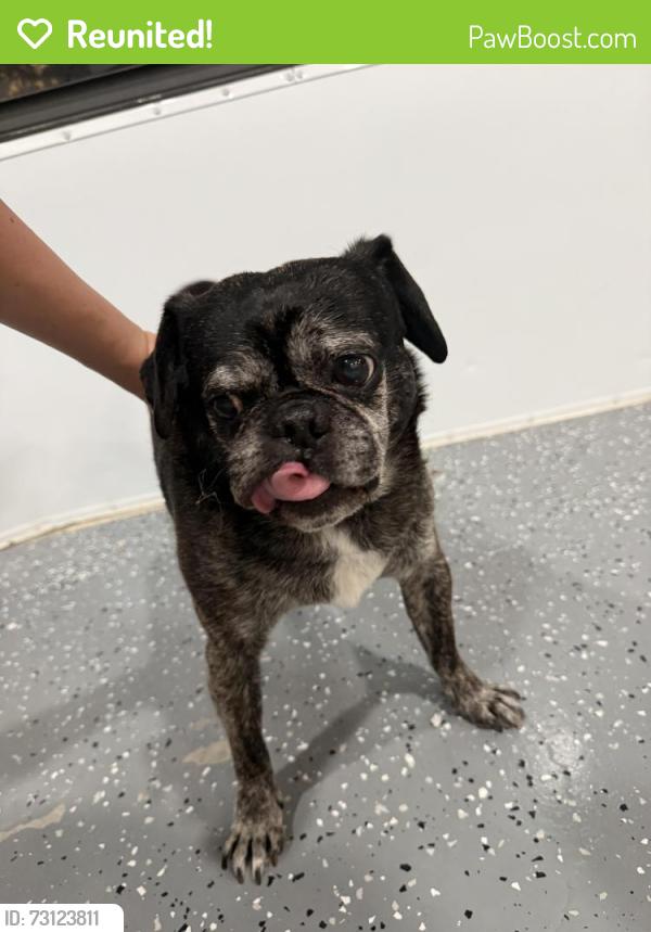 Reunited Male Dog last seen Cincinnati Drive, Holiday, Holiday, FL 34691