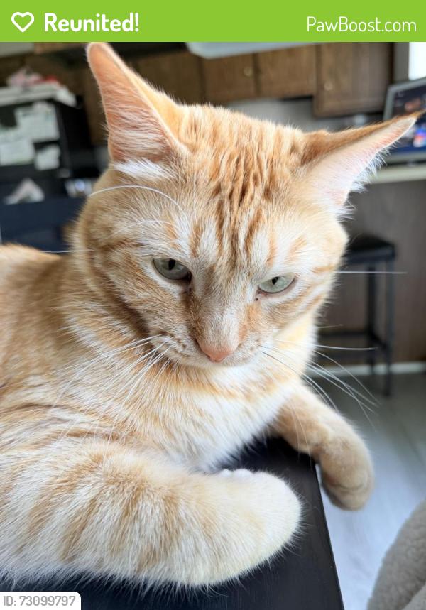 Reunited Male Cat last seen Willott & Jungermann, St. Peters, MO 63376
