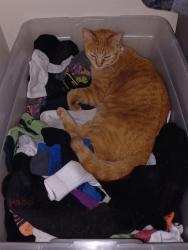 Lost Female Cat last seen W Ada pl Owen's ct, Lakewood, CO 80226