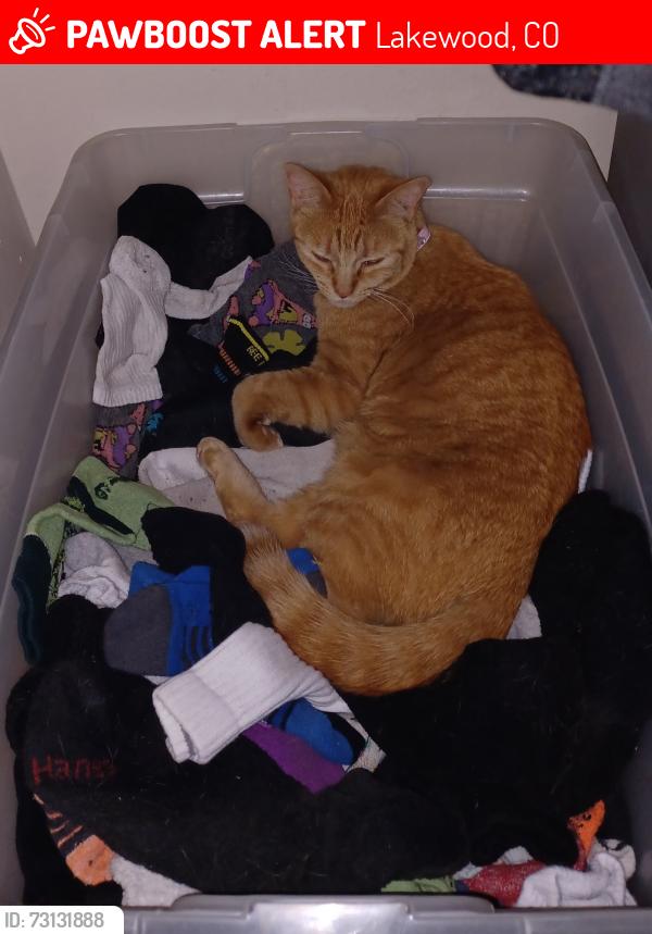 Lost Female Cat last seen W Ada pl Owen's ct, Lakewood, CO 80226