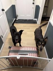 Reunited Male Dog last seen Snow Road, Howells Ferry, Semmes, AL 36575