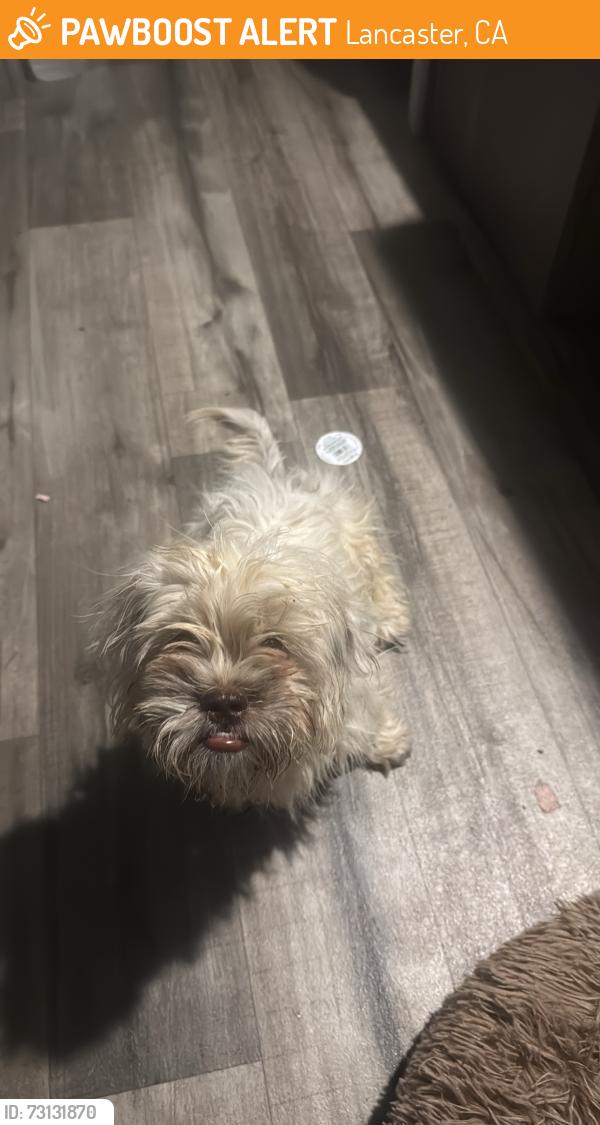 Found/Stray Female Dog last seen 30th and K, Lancaster, CA 93535