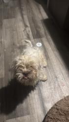 Found/Stray Female Dog last seen 30th and K, Lancaster, CA 93535