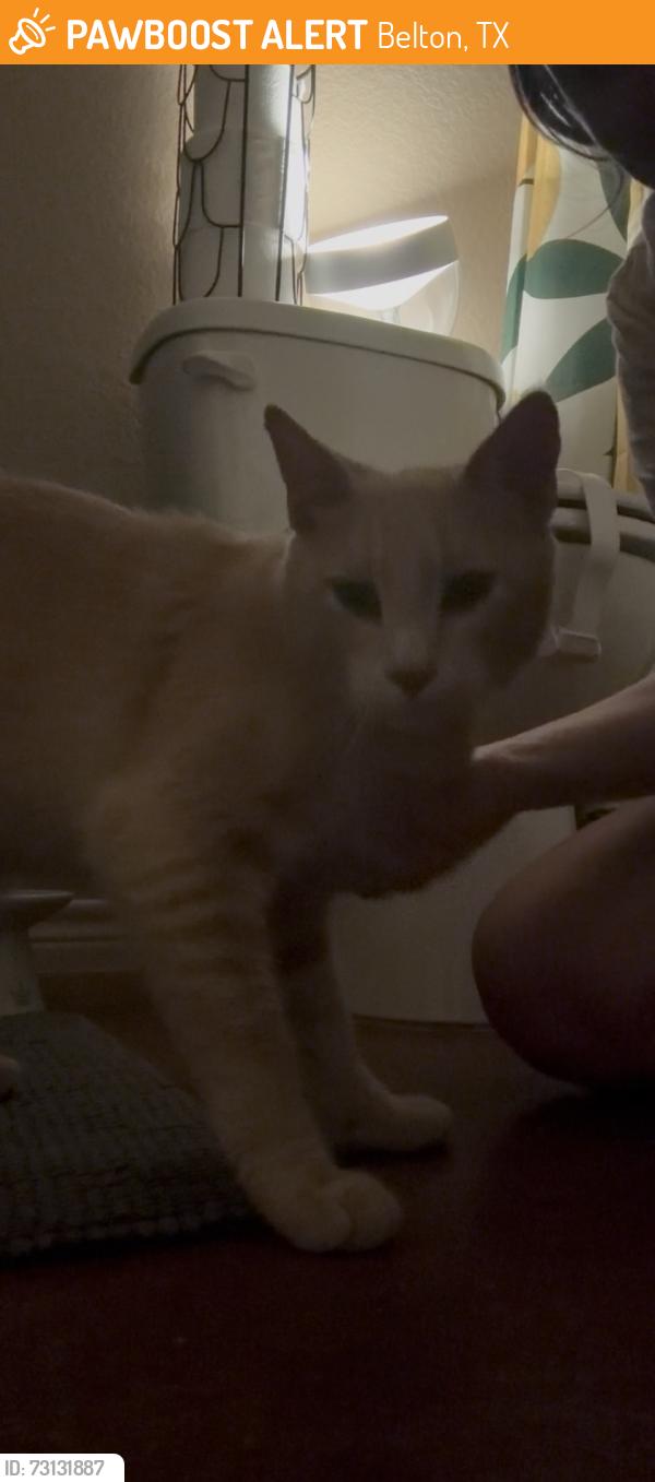 Found/Stray Male Cat last seen Laila Ln & Shelby Dr, Belton, TX 76513