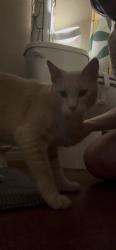 Found/Stray Male Cat last seen Laila Ln & Shelby Dr, Belton, TX 76513