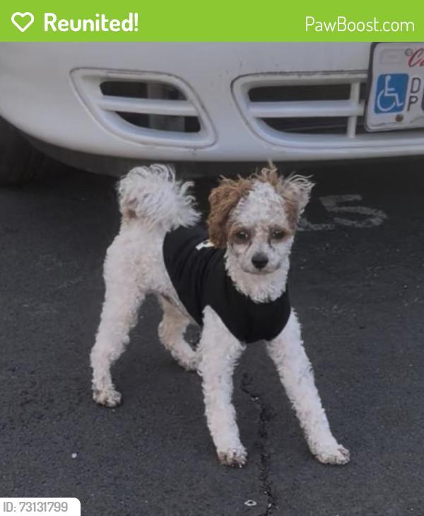 Reunited Male Dog last seen Inside the trailer park Trailer city, Vallejo, CA 94591