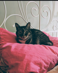 Lost Female Cat last seen Prestwick Avenue, Calgary, AB T2Z 3S6