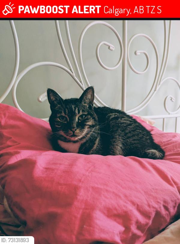 Lost Female Cat last seen Prestwick Avenue, Calgary, AB T2Z 3S6