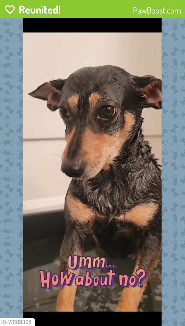 Reunited Female Dog last seen Willow Chase and Versante, Houston, TX 77070