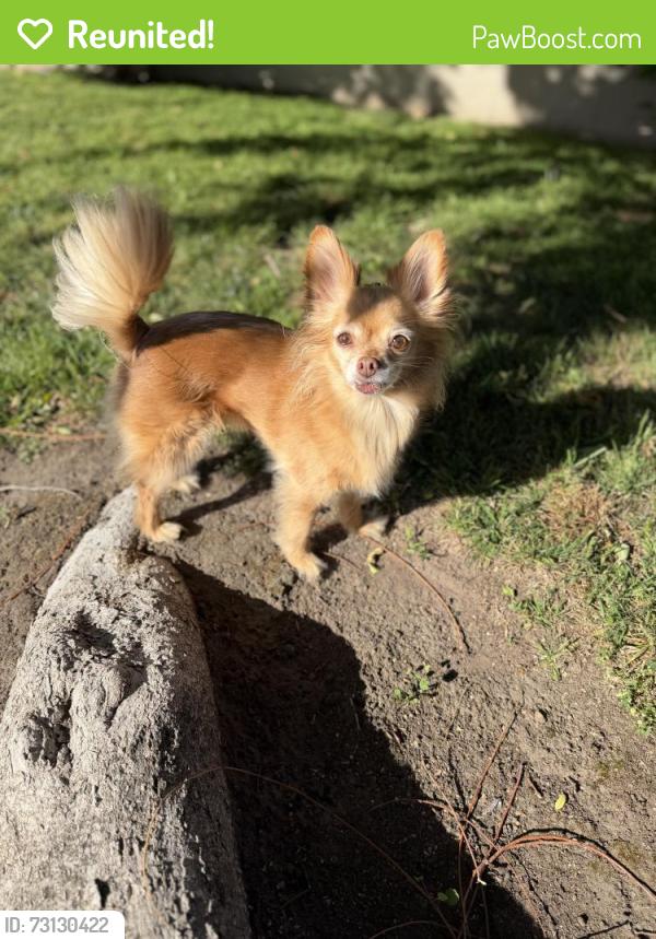 Reunited Female Dog last seen Reinhardt wayside picnic area, Oakland, CA 94619