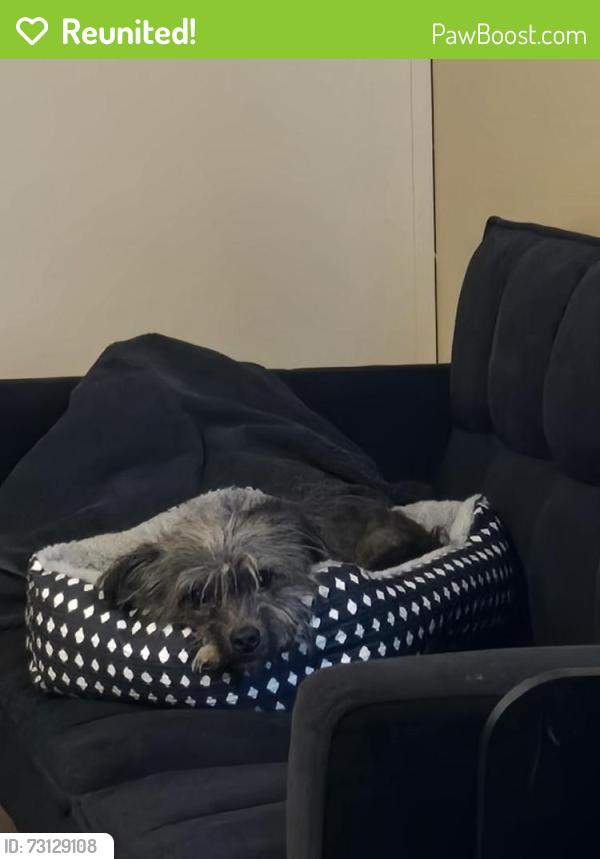 Reunited Female Dog last seen Florence and elms st, Killeen, TX 76542
